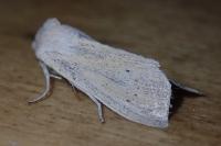 Sedina buettneri
