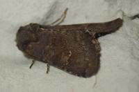 Aporophyla lueneburgensis