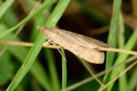 Nomophila noctuella