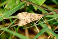 Nomophila noctuella