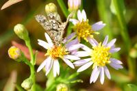Chiasmia clathrata