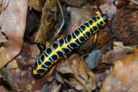 Cucullia lactucae