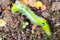 Daphnis nerii
