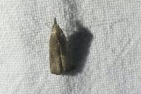 Schrankia costaestrigalis