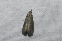 Schrankia costaestrigalis