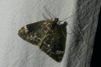 Dysstroma truncata