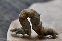 Selenia dentaria