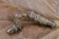 Selenia dentaria