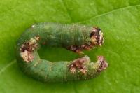 Ligdia adustata