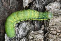 Lacanobia oleracea