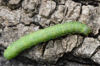 Lacanobia oleracea