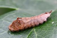 Cilix glaucata