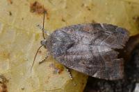 Cosmia affinis