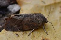 Cosmia affinis