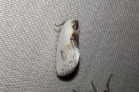 Cilix glaucata