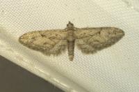 Eupithecia