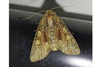 Oligia versicolor