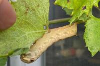 Hippotion celerio