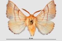 Malacosoma neustria