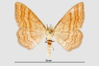 Idaea ochrata