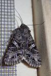 Anarta odontites