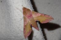 Deilephila porcellus