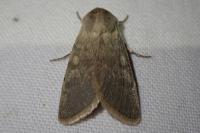 Rhyacia helvetina helvetina