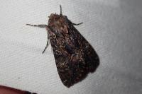 Mniotype adusta