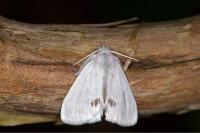 Sphrageidus similis