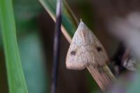 Rivula sericealis