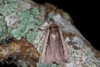 Ochropleura leucogaster