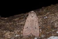 Xestia castanea