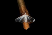 Palpita vitrealis