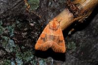Atethmia centrago