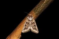 Episema grueneri