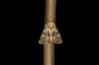 Polymixis dubia