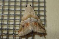 Eublemma parva