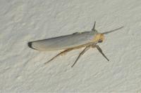 Eilema caniola