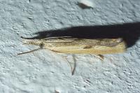 Agriphila inquinatella