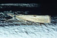 Agriphila inquinatella
