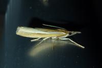 Agriphila tristella