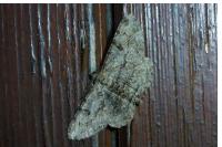 Peribatodes rhomboidaria rhomboidaria