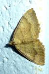 Camptogramma bilineata
