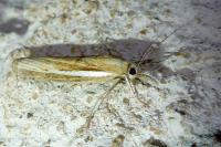 Agriphila tristella