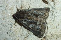 Thalpophila matura