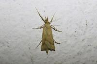 Synaphe punctalis