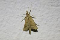 Synaphe punctalis