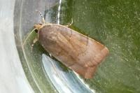 Noctua fimbriata/tirrenica