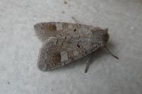 Ammoconia caecimacula