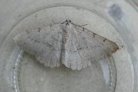Odontognophos dumetata